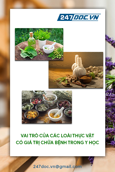 Vai trò của các loài thực vật có giá trị chữa bệnh trong y học