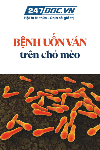 BỆNH UỐN VÁN TRÊN CHÓ MÈO